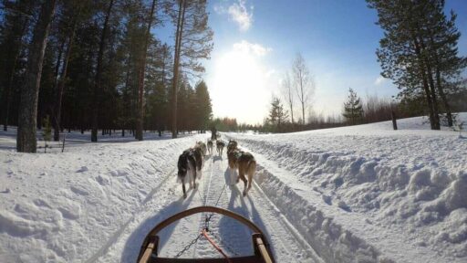 Excursiones con trineos con perros