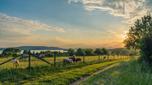 Visitar una granja y quesería de cabras